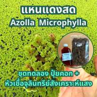 Azolla Microphyla kits ชุดเลี้ยง แหนแดง ชุดขยายพันธุ์ เลี้ยงแหนแดง  แม่พันธุ์แหนแดง แหนแดงพันธุ์กรมวิชาการเกษตร