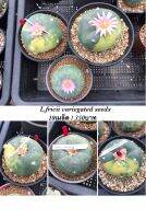 Lophophora fricii variegata seeds - เมล็ด fricii ด่าง