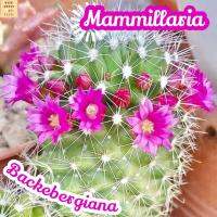 [แมม แบ็คเบอร์เกียน่า] Mammillaria Backebergiana ส่งพร้อมกระถาง แคคตัส Cactus Succulent Haworthia Euphorbia ไม้หายาก พืชอวบน้ำ ไม้หนาม ไม้ทะเลทราย กระบองเพชร