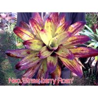 หน่อของ staw Berry Roan #สับประรดสี#bromeliad# ต้นไม้สวยงาม# ไม้ประดับ# ตกแต่งสวน# ปลูกตกแต่งบ้าน# ไม้มงคล# ขายราคาถูก