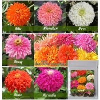 ดอกบานชื่นแคคตัส 60เมล็ด(0.6กรัม)  Zinnia Cactus elegans  เมล็ดพันธุ์พรีเมี่ยมเกรด