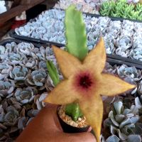 เก๋งจีน ดอกใหญ่ /Stapelia gigantea/กระถางสองนิ้ว ส่งทั้งกระถาง