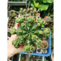 ยิมโนแม่​ลูก​ดก​ gymnocalycium.damsii กระบองเพชร​ แคค​ตัส​