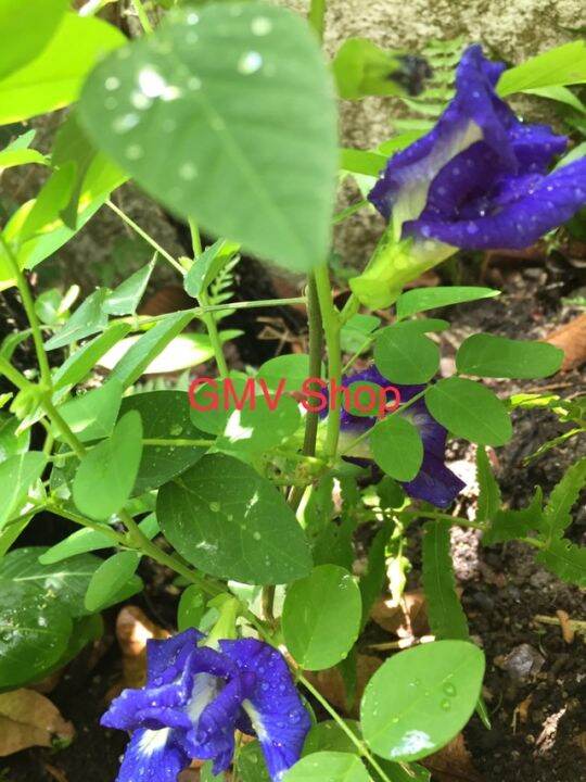 Blue Ternate live plant/Edible flowers for morning Tea/Butterfly Pea