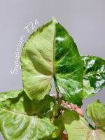 ?? Syngonium T24 (ออมเงินไหลมาด่าง) ??