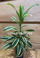 ต้นซองออฟอินเดีย Dracaena reflexa พร้อมรากแน่นๆ#ไม้ฟอกอากาศ#ปลูกแบบอินทรีย์