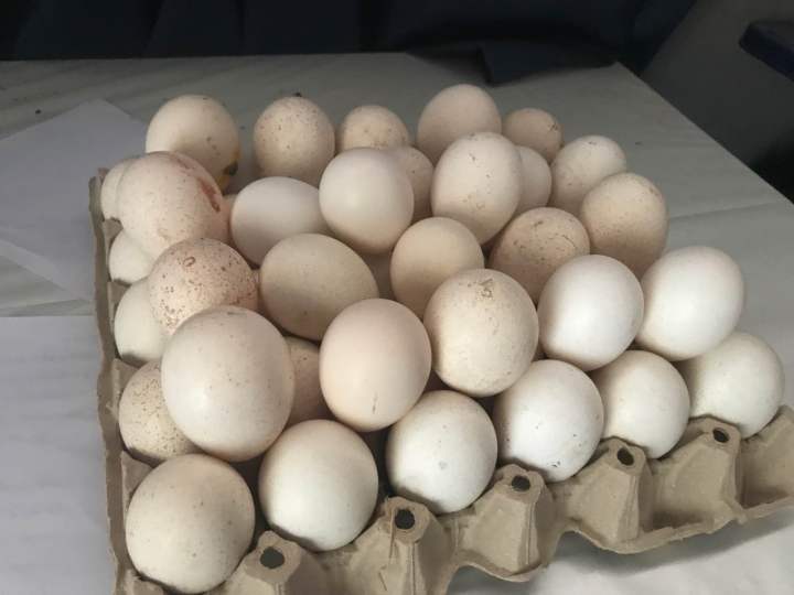 ไข่ไก่งวง-สำหรับฟัก-ชุดละ-12-ฟอง-ราคา-800-บาท-ไข่เชื้อเก็บสด-มีความเสี่ยง-พิจารณาก่อนสั่งซื้อ