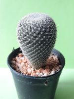 แคคตัสแมมนกฮูก Mammillaria Perbella แคคตัส กระบองเพชร  หน้ากว้าง 4 cm สูง 5 cm