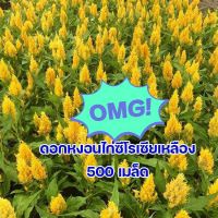 ดอกสร้อยไก่ 500เมล็ด