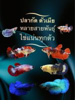 แม่พันธ์ุปลากัด ฮาฟมูน หูช้าง นีโม่ โค่ย มัลติ ยักษ์ จีน คราวเทล เพศเมีย ไข่แน่นมาก พร้อมรัด เลือกสีได้ คละสีได้ มีรับประกันสินค้าตลอดการจัดส่ง