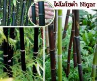 ไผ่โมโซดำ Nigar Phyllostachys nigar blackbamboo ไผ่สวยงาม ไผมงคล