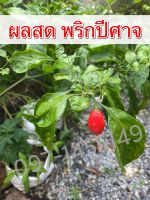 พริกปีศาจ (ผลสด) calorina reaperผลสด