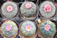 Lophophora fricii Ibo Super White seeds (#FJ01) 20เมล็ด