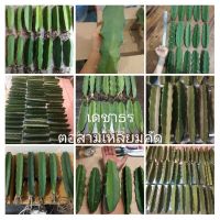 ตอสามเหลี่ยม ตอกราฟ ตอทำพันธุ์ Hylocereus undatus แบบมีรากและตัดสด