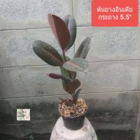 ต้นยางอินเดียสีดำ ยางอินเดีย Indian Rubber tree/ Decora tree/ Rubber plant กระถาง 5.5" สูงกว่า50ซม.ไม้มงคล ฟอกอากาศดี  ปลูกในบ้านหรือนอกบ้านได้ เลี้ยงง่าย