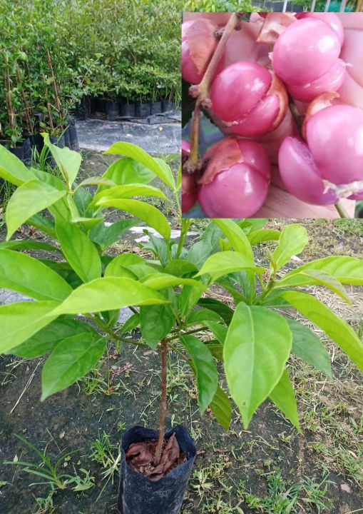 ต้นมะไฟสีชมพูหวาน-เนื้อสีชมพู-พร้อมปลูก-สูง60-70ซ-ม-แบบกิ่งตอน