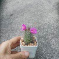 ต้นกระบองเพชรแมม Mam cactus น่ารัก หนามแหลมยาว กระถาง 2.5" ออกดอกสีบานเย็น