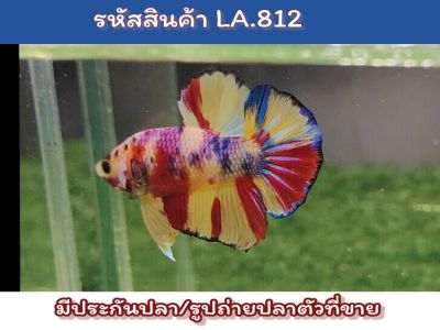 ปลากัดนีโม่เพศผู้ สีสวย พร้อมรัด ขนาด1.4-1.5 นิ้ว