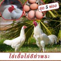 ไข่เชื้อไก่ชีท่าพระ ชุด 5 ฟอง