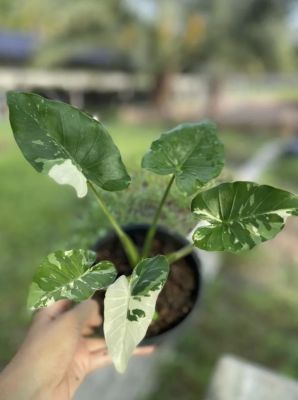 ต้นไม้ด่างราคาสูง เคยพุ่งไปถึงต้นหลักแสน ❤️ Alocasia Okinawa Silver #บอนโอกินาว่า ใบและลำต้นจะคล้ายๆ บอนหูช้างด่างขาว ต้นพริ้วสวยดูดี  มีเสน่ห์ ใบลักษณะใบ เหมือนใบโพธิ์รูปหัวใจ ก้านจะโค้งงอ อ่อนช้อย มีลีลาที่ พริ้วไหว สวยงาม ...