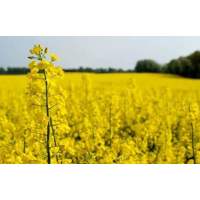 เมล็ดพันธุ์ คาโนลา (Canola Seed) บรรจุ 300 เมล็ด