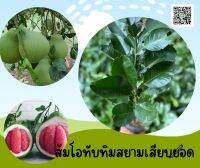 ส้มโอทับทิมสยาม เสียบยอด สูง35-50ซม