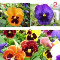 เมล็ดพันธุ์ ดอกแพนซี่ ดอกหน้าแมว  ( Pansy (Viola) Seed ) มี 3 ชนิดค่ะ บรรจุ 10 เมล็ด ดอกทานได้