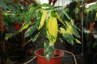 เบอร์มาคด่าง ไม้ฟอกอากาศ philodendron burle marx variegated