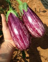 เมล็ดพันธุ์มะเขืออิตาเลียน แองเจล่า Angela Eggplant Seed เมล็ดพันธุ์แท้คุณภาพดี นำเข้าจากต่างประเทศ