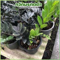 ต้นกวักมรกตดำหรือ กวักนิลฟอร์มกอ (zamioculcas zamiifolia black) ต้นไม้ฟอกอากาศ ไม้มงคลเรียกทรัพย์ ส่งพร้อมกระถาง