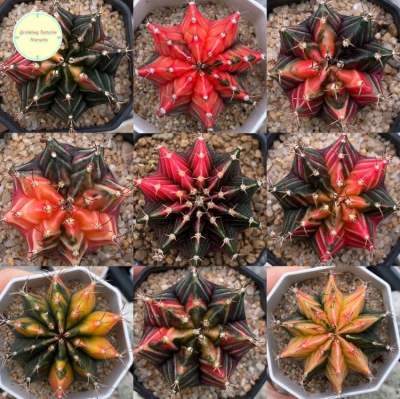 [ GYMN3 ] Gymnocalycium แคคตัส กระบองเพชร ยิมโน ยิมโนด่าง ยิมโนคาลิเซียม ต้นไม้