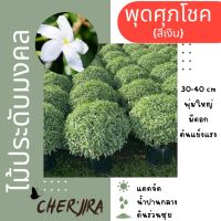 ต้นพุดศุภโชค สีเงิน ไม้ประดับทรงพุ่มกลม ขนาด 30-40 cm (สั่งซื้อขั้นต่ำ 2 ต้น)