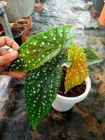 บีโกเนียนำเข้าจากเนเธอร์แลนด์  begonia maculata polka dot บีโกเนียลายจุด