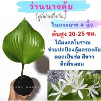 ว่านนางคุ้ม หรือว่านผู้เฒ่าเฝ้าบ้าน ส่งในกระถาง 4 นิ้ว (จัดส่งแบบต้นพร้อมใบสวยๆ)