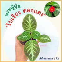 พรมญี่ปุ่น "ใบเขียวลายก้างปลาสีเงิน"  ดอกสีแดง (กระถาง 3 นิ้ว)ลายใบสวยแปลก น่ารักมาก ค่าส่งถูก