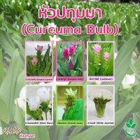 หัวปทุมมา เกรดส่งออก 1 หัว (Curcuma Bulb 1 bulb)