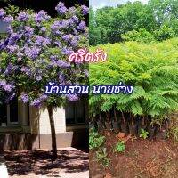 ศรีตรัง​ ขนาดต้น สูง 60 ซม