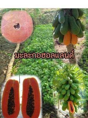 เมล็ดพันธุ์มะละกอฮอลแลนด์ ชุด100+เมล็ด