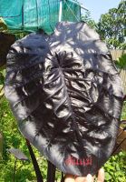 Colocasia black ripple  กระถาง 3และ4 นิ้ว ต้นสูง30ซม.ขึ้นไป(แท้รับประกันจากร้าน)