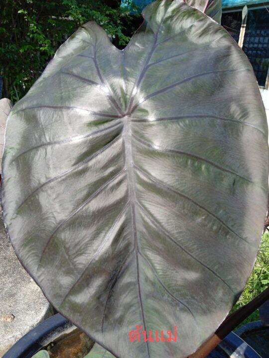colocasia diamond head (ไดมอนด์เฮด) ต้นใหญ่ ใบดำเงาสวย สูง30ซม.ขึ่นไป