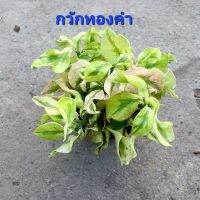 กวักทองคำ