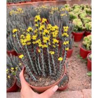 ยูโฟเบีย ฟ้า Euphorbia Aeruginosa กระถาง 2 นิ้ว