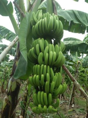 หน่อกล้วยคาเวนดิช หอมเขียวแท้ (พร้อมส่ง) สายพันธุ์นำเข้า ทนแดด ทนฝน