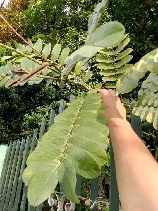 Fresh Acapulco Leaves | Lazada PH