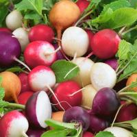 เมล็ดพันธุ์ แรดิชกลม คละสี (Mixed Round Radish Seed) บรรจุ 50 เมล็ด