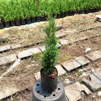 สนมังกร (Juniperus chinensis)? สูง 40-45 ซม. ทรงพุ่ม ฟอร์มสวย พร้อมจัดส่งง