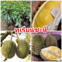 ทุเรียนชะนี เนื้อเหนียว นุ่ม หวาน มัน ต้นพันธุ์เสียบยอดสูง 50-60 ซม.แข็งแรงพร้อมปลูก รับประกันพันธุ์แท้100%