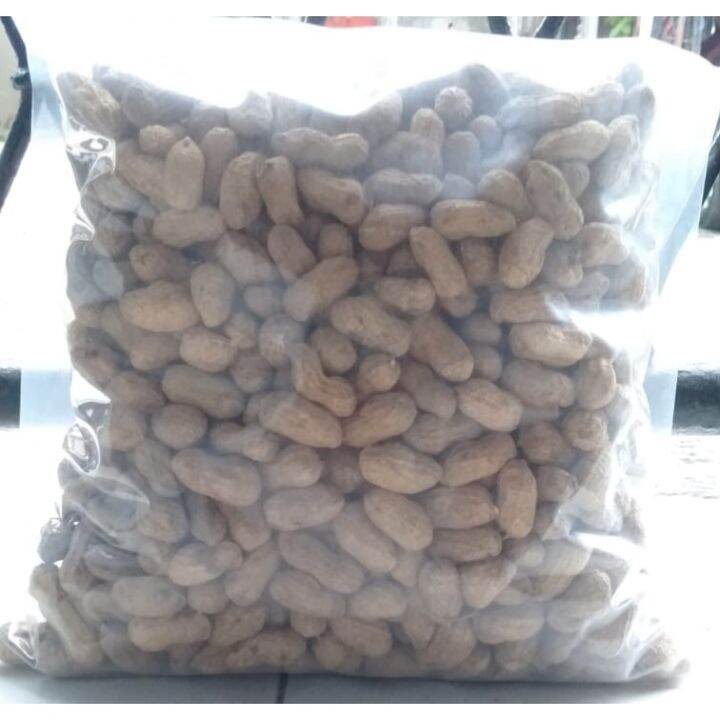 Benih Kacang Tanah Unggul Isi 1 Kg Bibit Kacang Tanah Biji Kacang