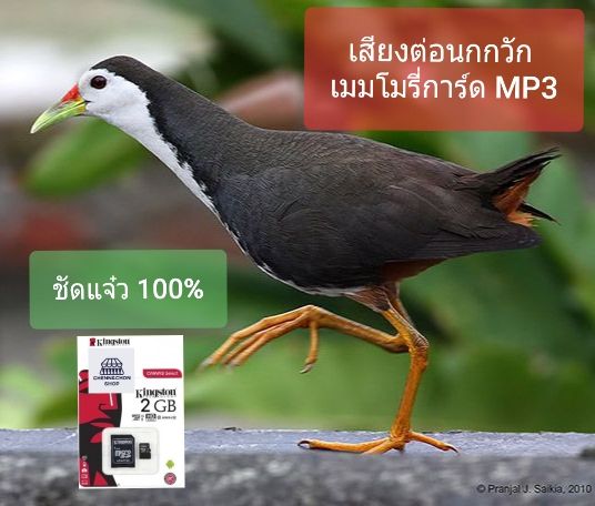 นกกวัก-เสียงนกกวัก-เสียงต่อ-นกกวัก-เมมโมรี่การ์ด-mp3