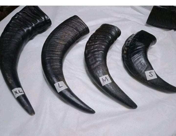 REAL CARABAO HORN CHEW TOYS FOR DOGS Lazada PH